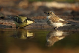 Pied flycatcher and Great tit - Ficedula hypoleuca and Parus major