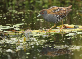 Baillons Crake - Porzana pusilla, Zevenhoven (The Netherlands)