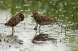 Baillons Crake - Porzana pusilla, Zevenhoven (The Netherlands)