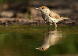 Blackap - Sylvia atricapilla