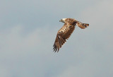 Short-toed eagle - Circaeetus gallicus, GSV Brecht