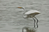 Great egret - Egretta alba