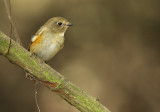 Red-flanked bluetail - Tarsiger cyanurus, Zeebrugge 16/10/2009