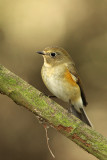 Red-flanked bluetail - Tarsiger cyanurus, Zeebrugge 16/10/2009