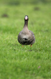 White-fronted goose - Anser albifrons