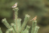 Fieldfare and Redwing - Turdus pilarus and iliacus
