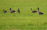 Lesser white-fronted goose - Anser erythropus, Strijen (NL)