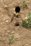 Bee-eater - Bijeneter