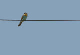 Bee-eater - Bijeneter