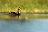 Great Crested Grebe - Fuut