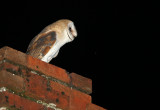 Barn Owl - Kerkuil