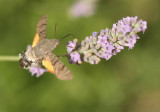 Hummingbird Hawk-Moth - Kolibrievlinder