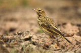 Tree Pipit - Boompieper