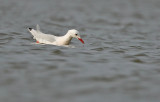 Slender-billed gull - Dunbekmeeuw