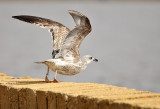 Yellow-legged gull - Geelpootmeeuw