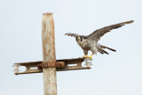 Peregrine falcon - Slechtvalk