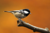 Coal Tit - Zwarte Mees