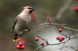 Bohemian Waxwing - Pestvogel