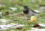 Black-throated thrush - Turdus atrogularis