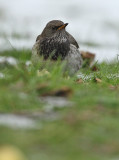 Black-throated thrush - Turdus atrogularis