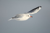 Black-headed Gull - Kokmeeuw