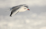 Black-headed Gull - Kokmeeuw