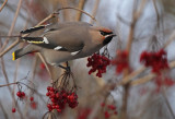 Bohemian Waxwing - Pestvogel, Kalmthout Kijkuit 27/12/10