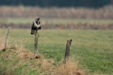 Rough-legged Buzzard - Ruigpootbuizerd, Kalmthout 260111
