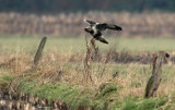 Rough-legged Buzzard - Ruigpootbuizerd, Kalmthout 040111