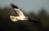 Hen Harrier - Blauwe Kiekendief