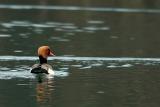 Red-crested pochard - Netta rufina, Schoten 19/12/2005