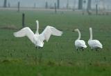 Whooper swan - wintering adults - 07/01/06