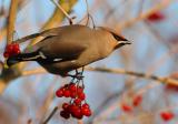 Waxwing - Bombycilla garrulus