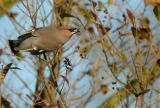 Waxwing - Bombycilla garrulus