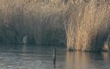 Bittern - Botaurus stellaris - Ekeren, 15/01/05