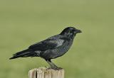 Carrion crow - Corvus corone