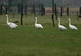 Bewicks, Whooper Swan - Cygnus bewickii - cygnus