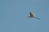 Great White Egret - Egretta alba - De Nol, 04/04/06