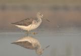 Greenshank - Tringa nebularia