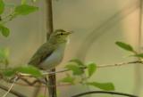 Wood warbler - Phylloscopus sibilatrix