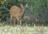 Roe deer - Capreolus capreolus - 25/07/06