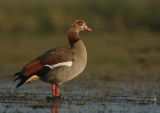 Egyptian goose - Alopochen aegyptiacus