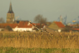 Short-eared owl - Asio flammeus - UItkerke, 02/02/08