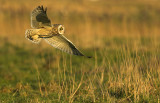 Short-eared owl - Asio flammeus - UItkerke, 02/02/08