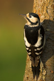 Great Spotted Woodpecker - Dendrocopus major