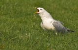 Common Gull - Larus canus