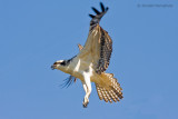 Osprey - Visarend