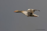 Graylag goose - Grauwe gans