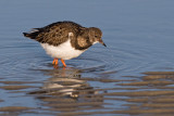 Turnstone - Steenloper