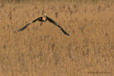 Purple heron - Purperreiger